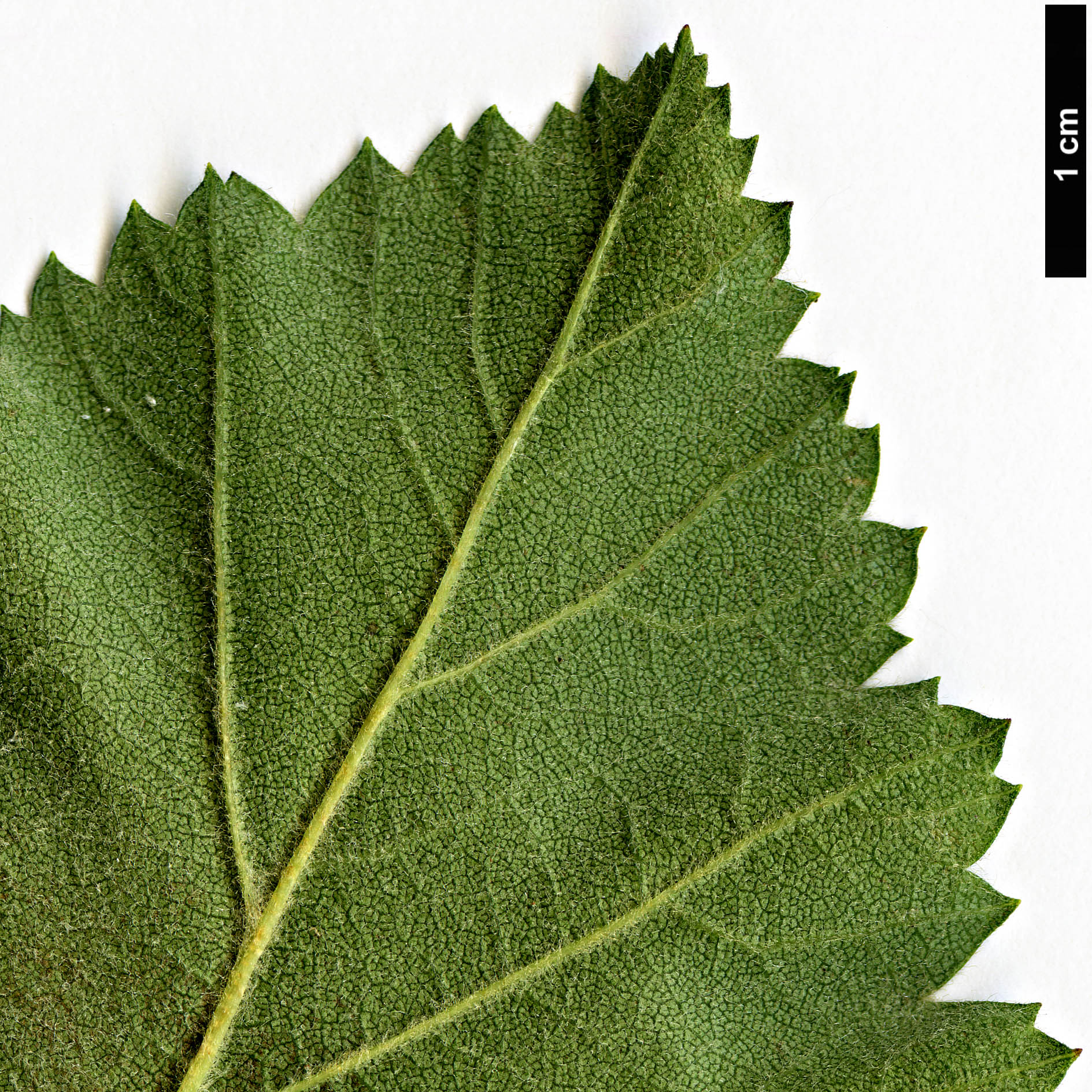 High resolution image: Family: Rosaceae - Genus: Crataegus - Taxon: mollis - SpeciesSub: var. dumetosa High resolution image: Family: Rosaceae - Genus: Crataegus - Taxon: mollis - SpeciesSub: var. dumetosa